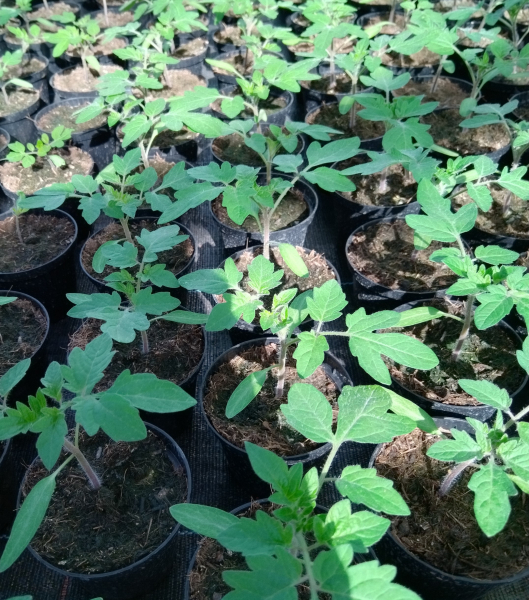 Tomatenjung- pflanzen